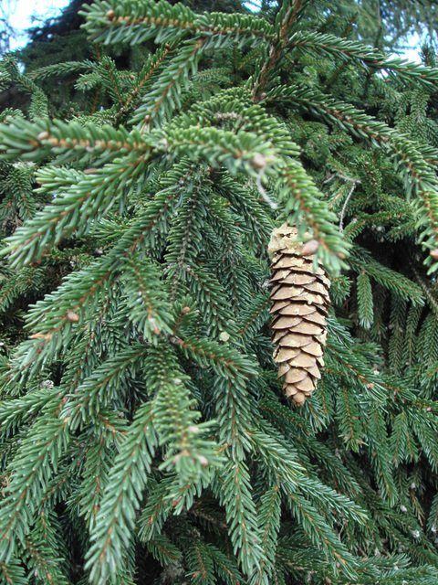 Picea orientalis cone